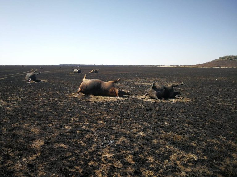 Veld Fire Season Is Approaching Fast — Be Prepared Veld Fire Season Is Approaching Fast — Be Prepared